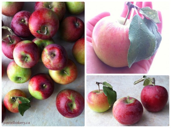 Fresh Organic Ontario Apples