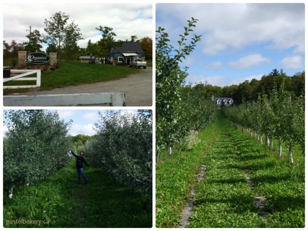 Organics Farm Organic Apple Farm Ontario